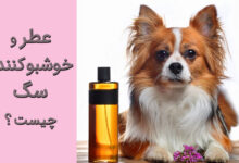 عطر و خوشبو کننده سگ چیست