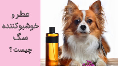 عطر و خوشبو کننده سگ چیست